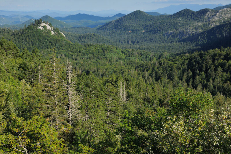 Aerial view of forest
