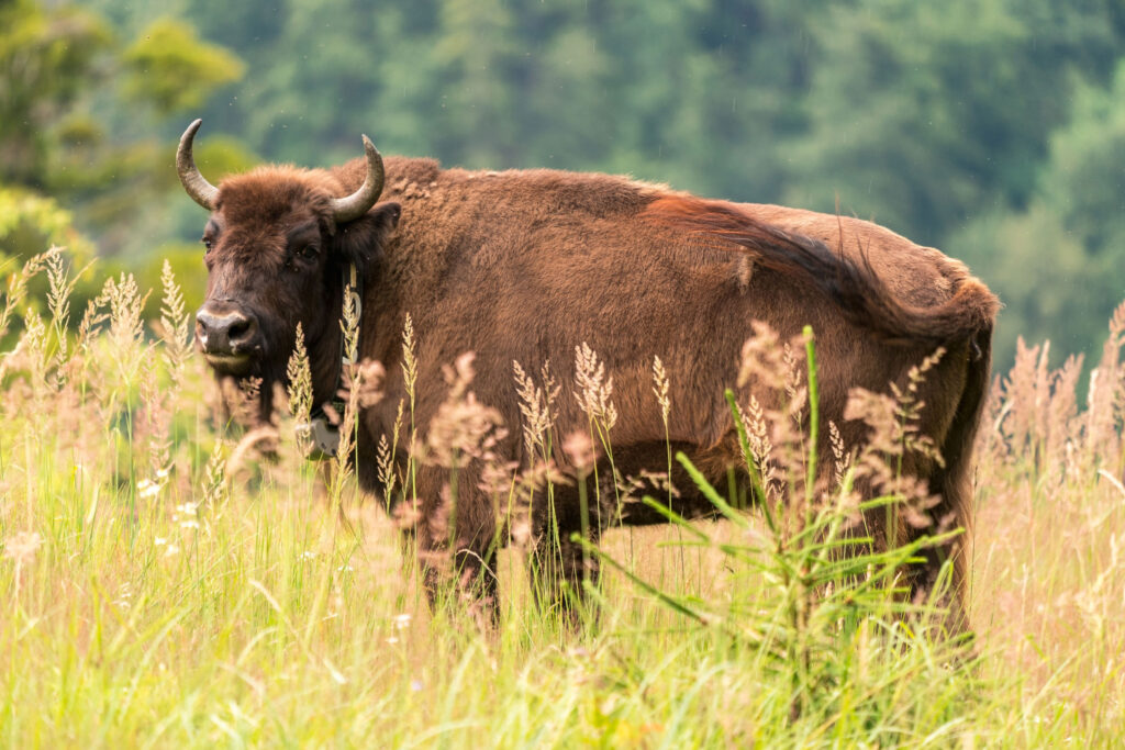 Bison with GPS collar