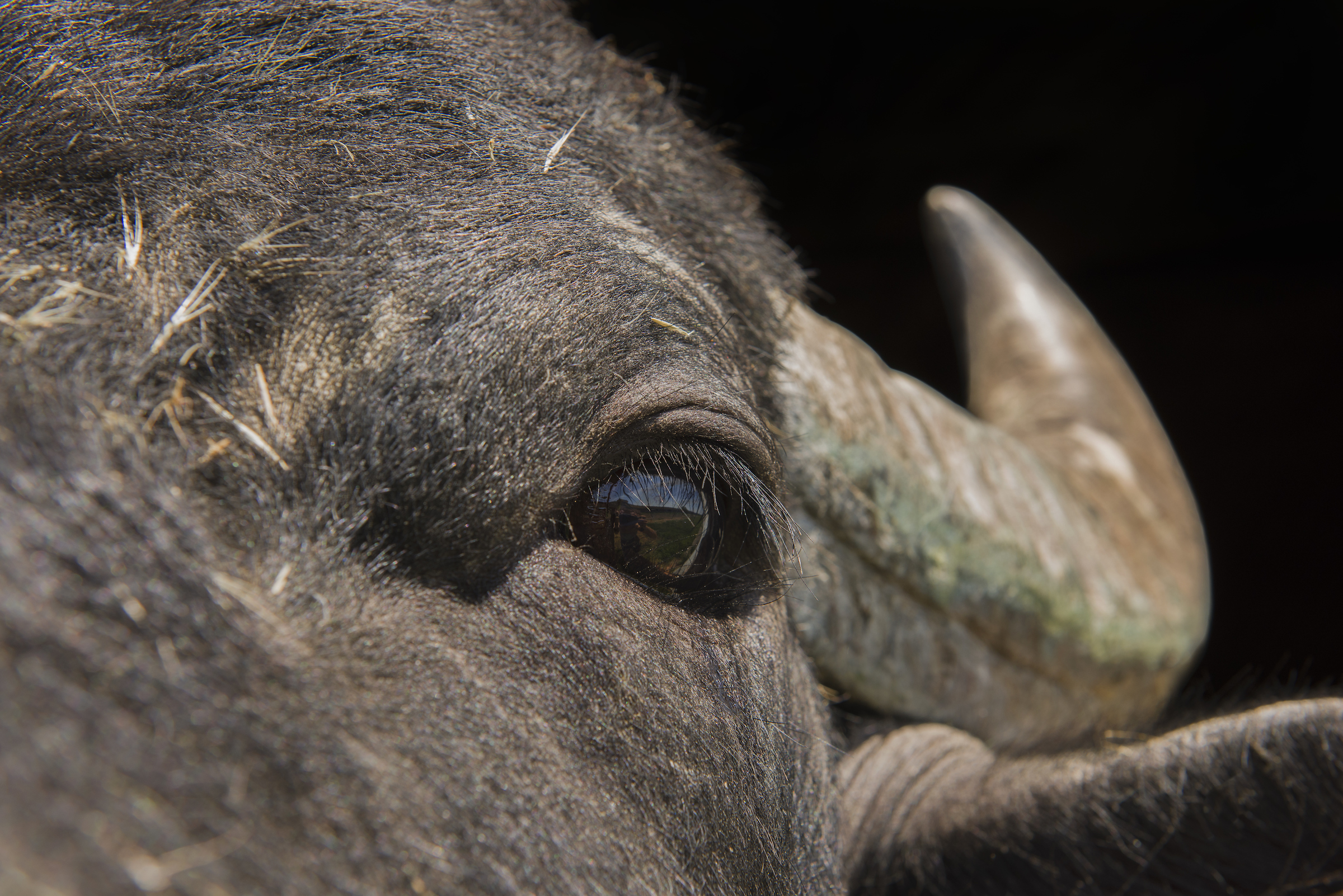 Europe's New Wild - Water buffalo's eye close-up