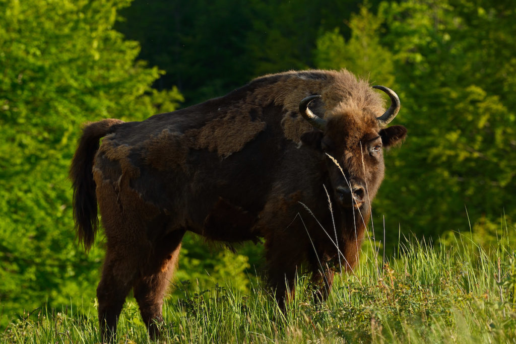 Release of European bison, Bison bonasus, in the Tarcu mountains nature reserve, Natura 2000 area, Southern Carpathians, Romania. The release was actioned by Rewilding Europe and WWF Romania in May 2014.