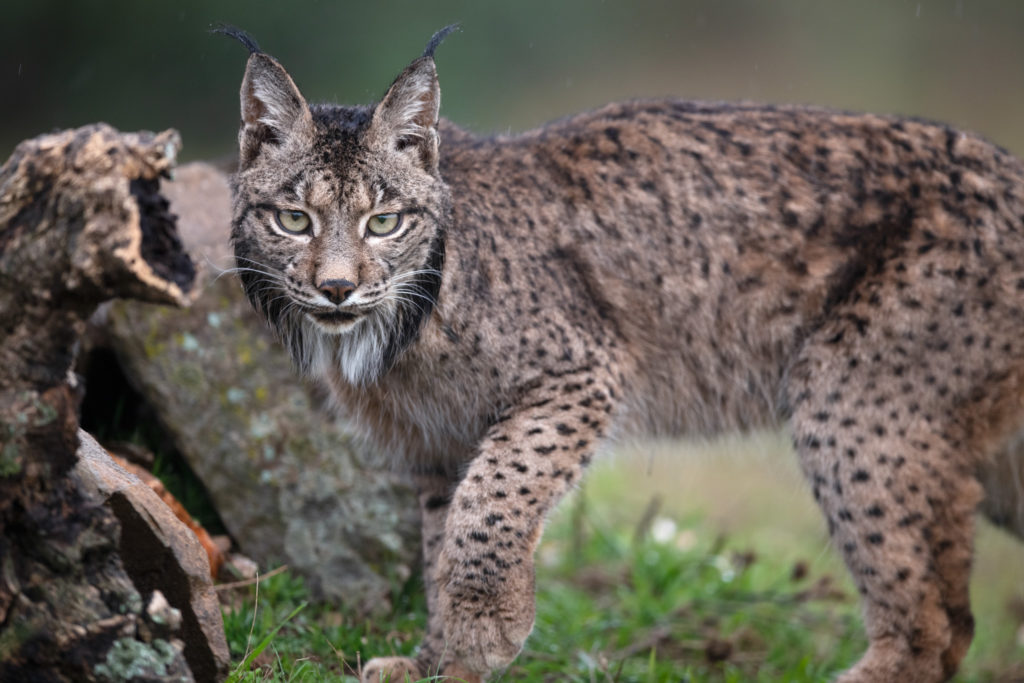 Iberian Lynx, Lynx pardinus, Parque Natural Sierra de Andújar, Andalucia, Spain. Endemic and Vulnerable according to IUCN. in 2019 estimated 830 individuals only