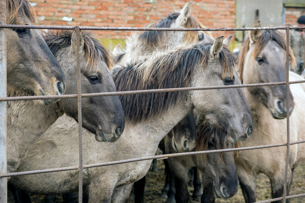 ERMAKOV ISLAND, DANUBE DELTA, VYLKOVE, ODESSA OBLAST, UKRAINE - DECEMBER 02, 2020: Rewilding Europe released a herd of Wild Konik or Polish primitive horse in Danube delta of Ukraine