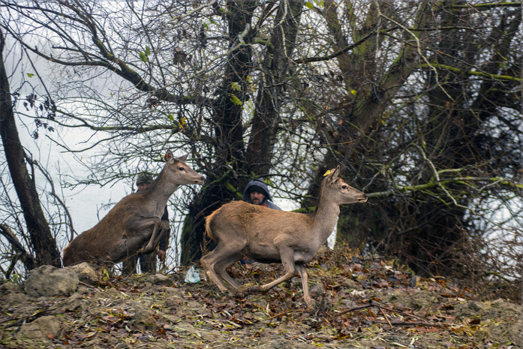 ERMAKOV ISLAND, DANUBE DELTA, VYLKOVE, ODESSA OBLAST, UKRAINE - DECEMBER 03, 2020: Rewilding Europe released a herd of Red deer (Cervus elaphus) in Danube delta of Ukraine