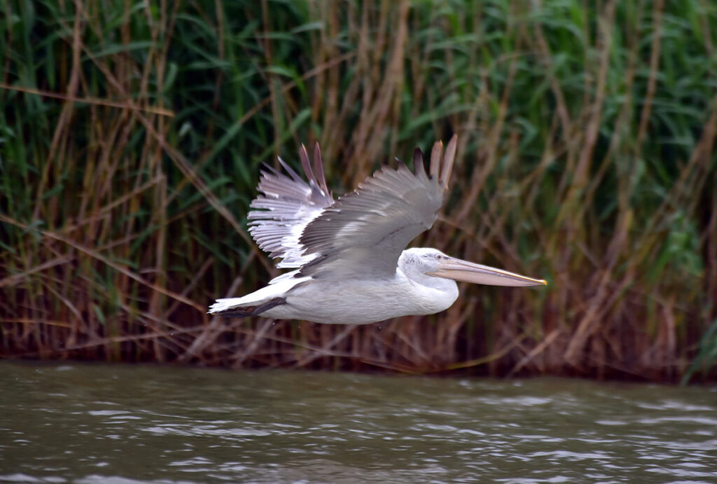 Pelican Way of LIFE стартували наприкінці 2019 року з метою збільшення популяції кучерявого пелікана в південно-західній Європі