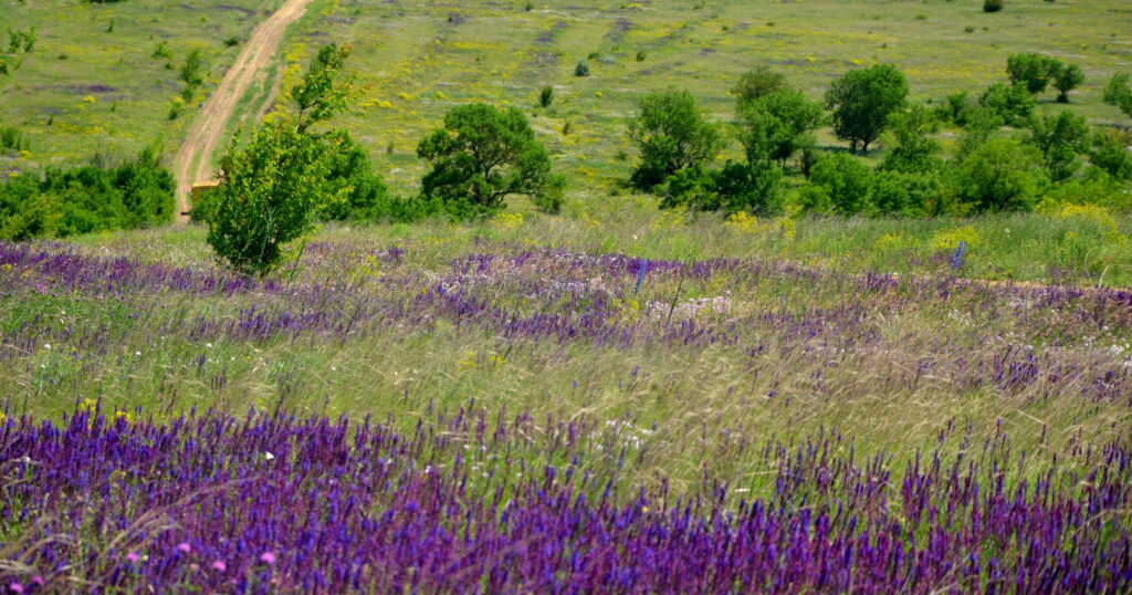 Tarutino steppe blooming