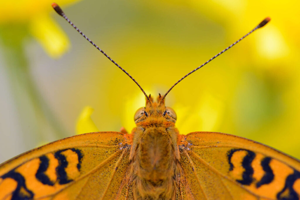 Fritillary butterfly, North Velebit National Park