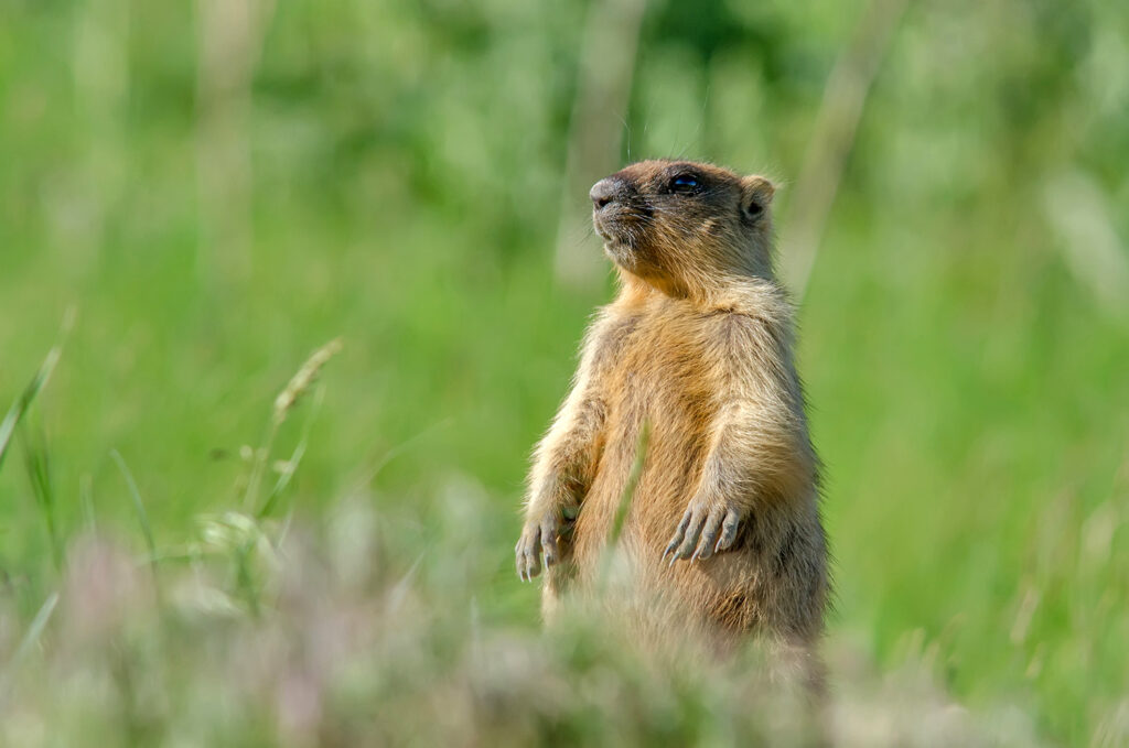 Young steppe marmot in natural reserve