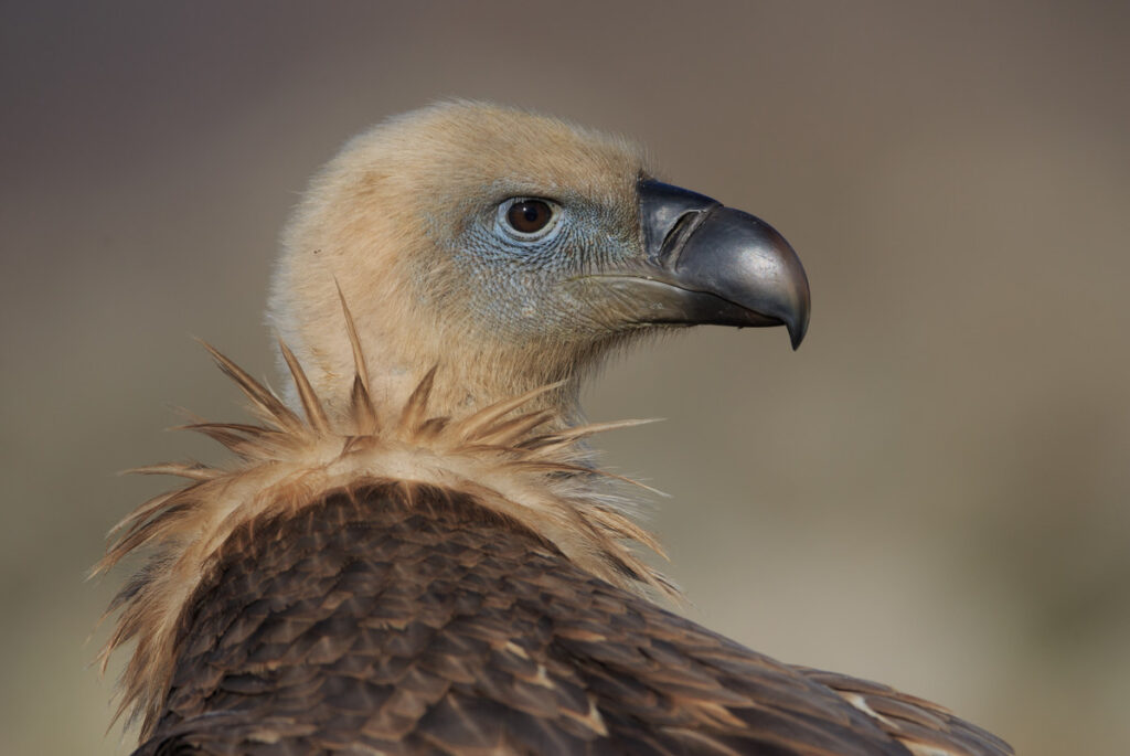 Griffon vulture in the Rhodope Mountains, Bulgaria