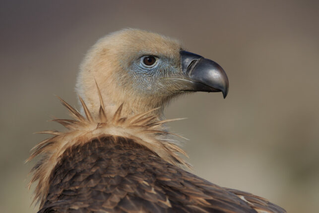 Blog: What do you know about vultures? | Danube Delta