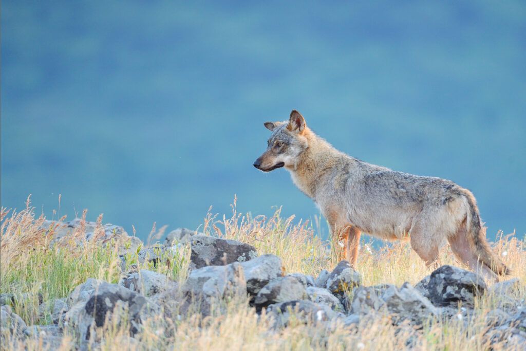 Eurasian grey wolf, Canis lupus, at a vulture watching site in the Madzharovo valley, Eastern Rhodope mountains, Bulgaria