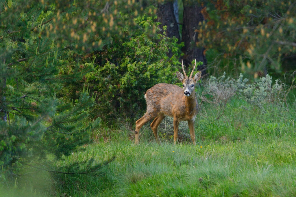 Roe deer, Capreolus capreolus, near Deven, Western Rhodope mountains, Bulgaria