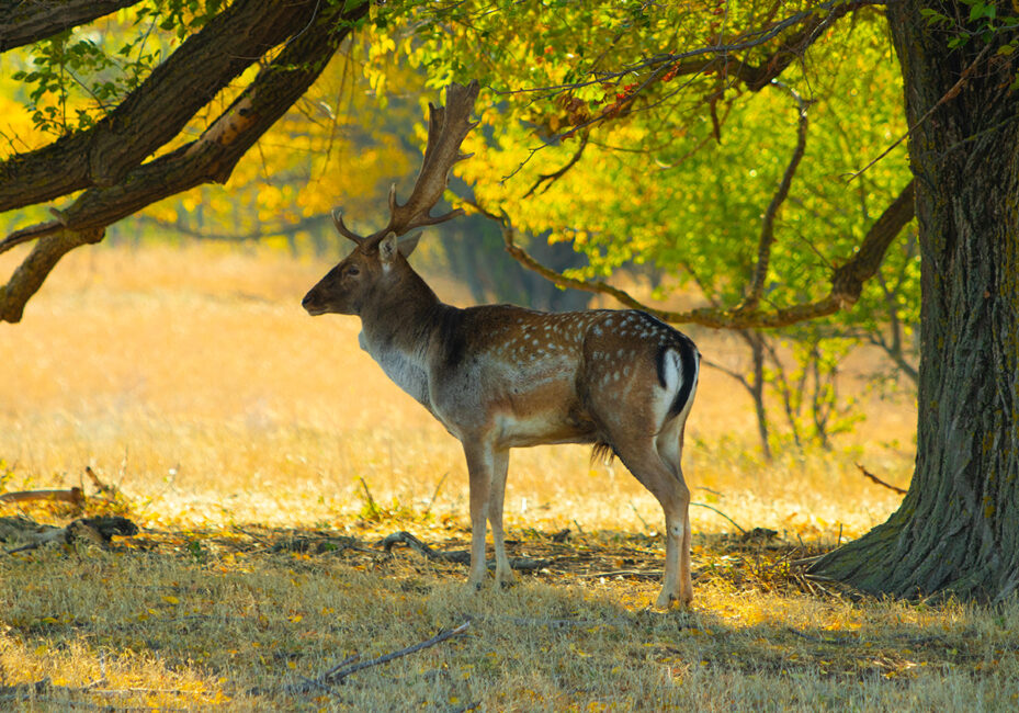 The fallow deer come back to the Tarutino steppe | Danube Delta