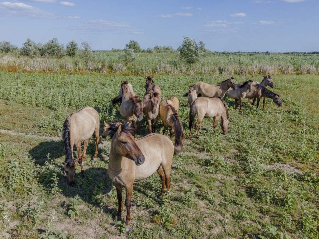 ERMAKOV ISLAND, DANUBE DELTA, VYLKOVE, ODESSA OBLAST, UKRAINE - JULY 14, 2020: One year after Rewilding Europe released a herd of Wild Konik or Polish primitive horse in Danube delta of Ukraine