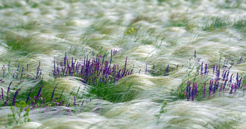 Ковила у Тарутинському степу, одному з об'єктів Смарагдової мережі. Фото: Макс Яковлєв