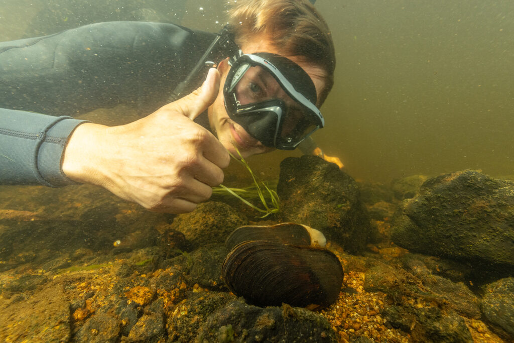 Isak Edström collecting freshwater pearl mussels Margaritifera margaritifera before restoration work starts
