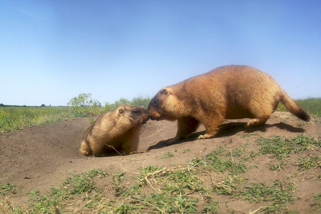 Marmots in the Tarutino steppe