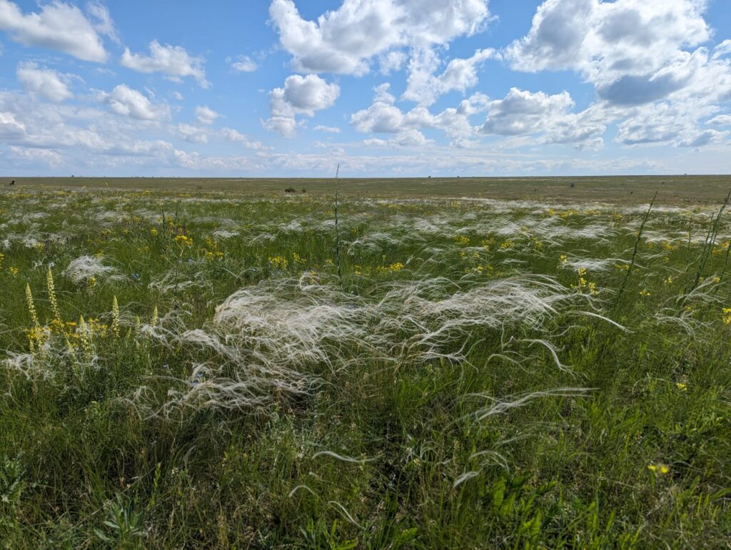 Tarutino steppe