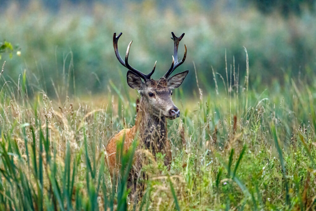 A red deer in the swamps of Rhäden at Obersuhl