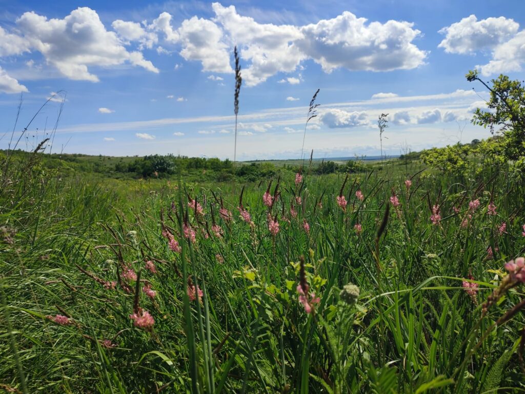 Blooming in steppe