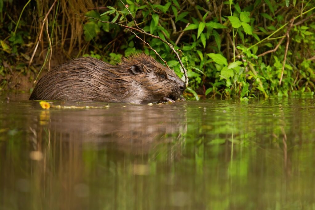 Eurasian beavers have dramatic effects on wetlands, helping to make them richer and more resilient