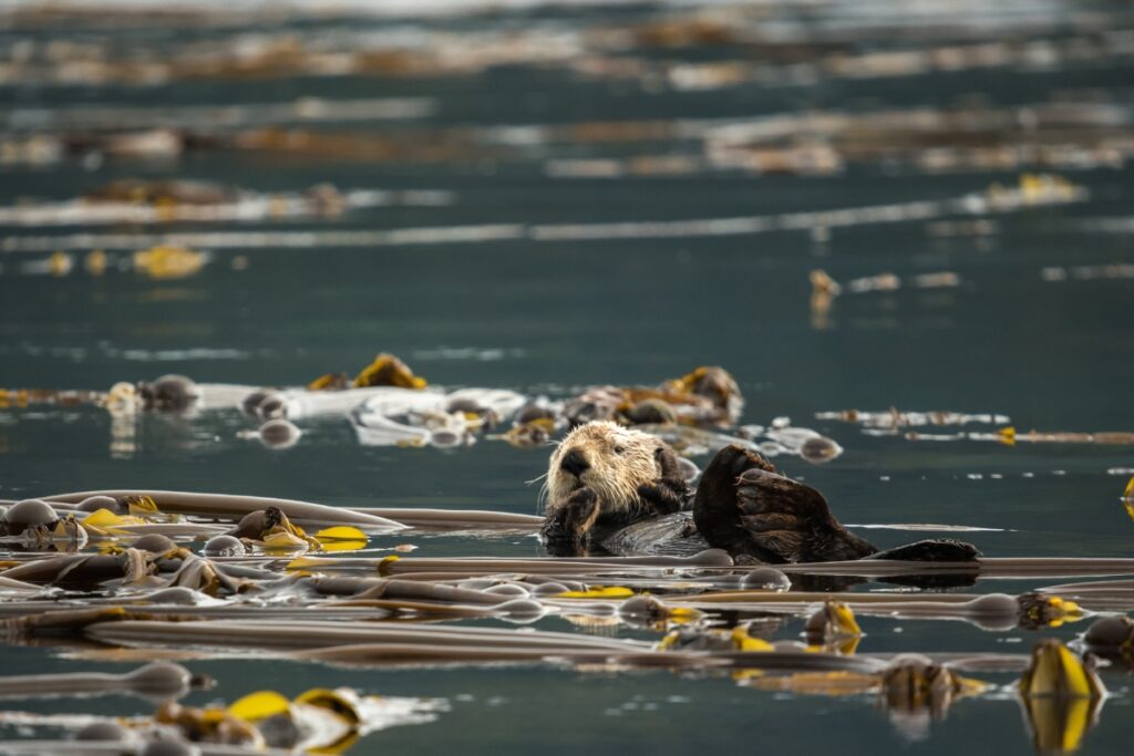 Sea otter in Kelp