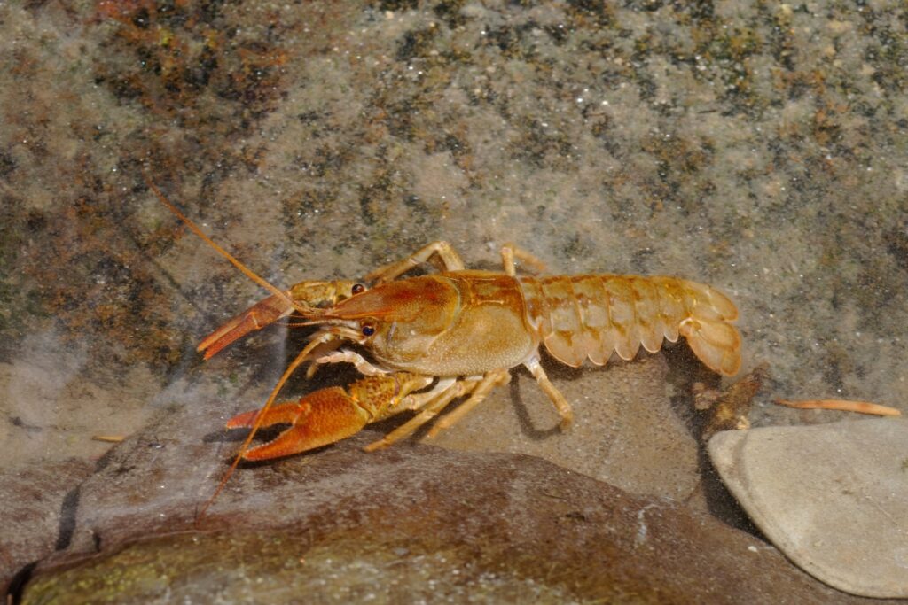 White clawed crayfish