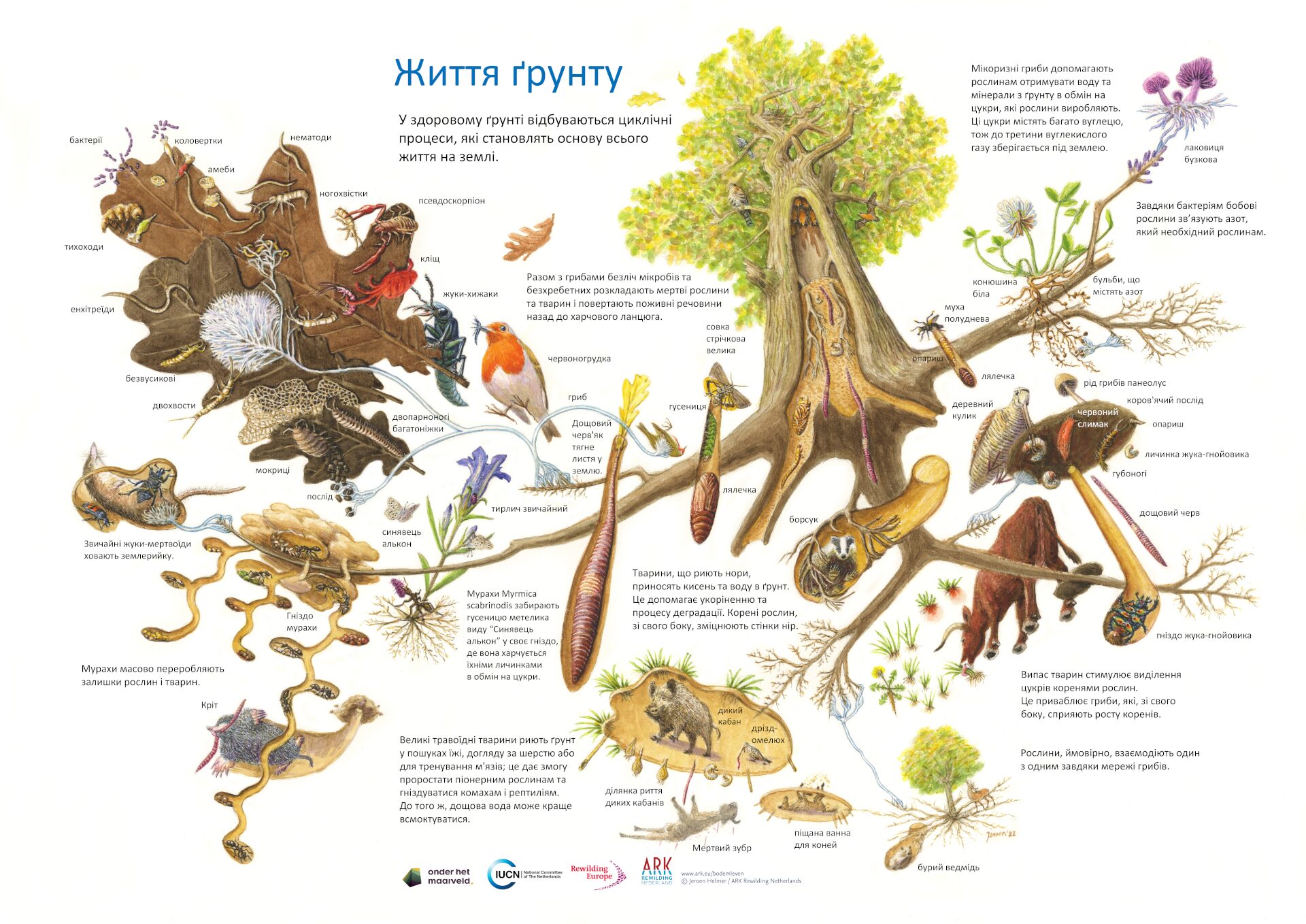 Ілюстрація Єруна Хелмера 