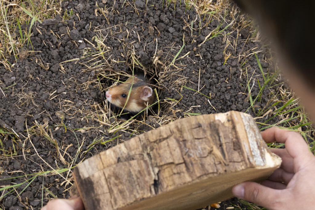 Хом’як європейський у своїй штучній норі на Тарутинському степу