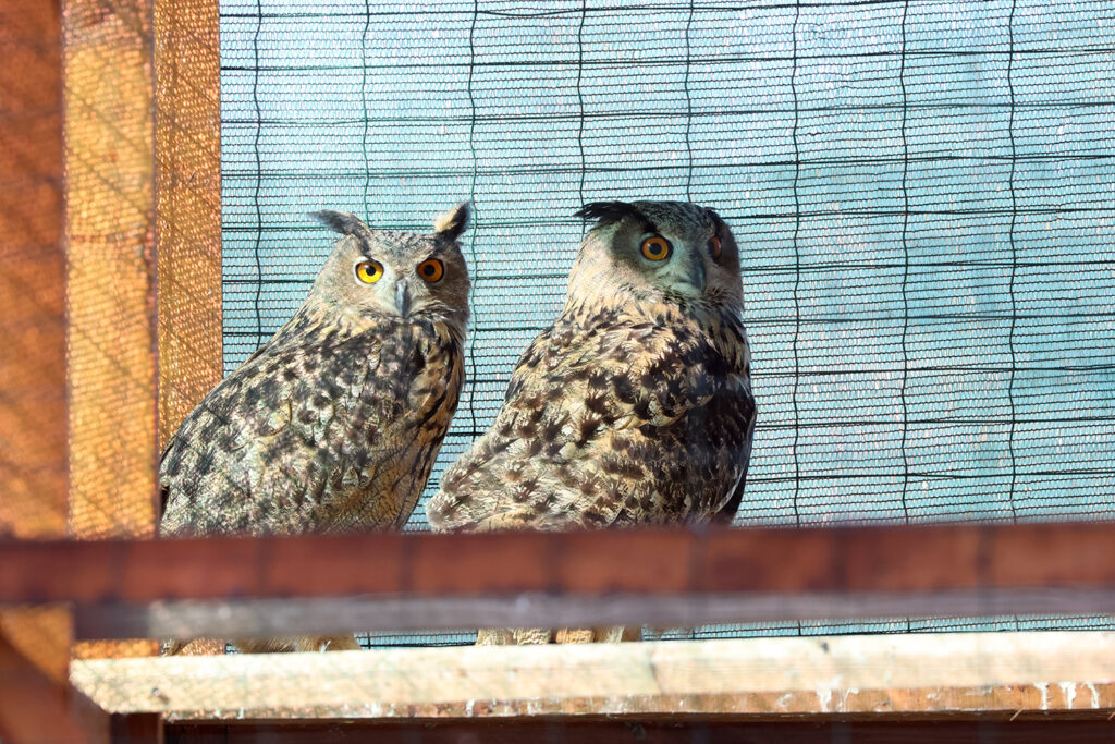 У адаптаційному вольєрі перед випуском