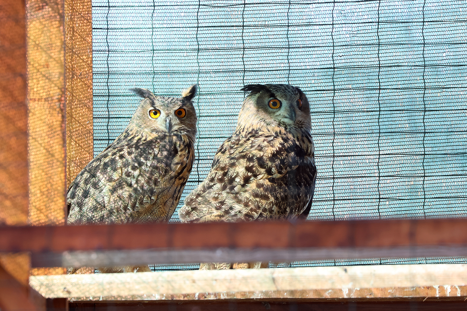 У адаптаційному вольєрі перед випуском