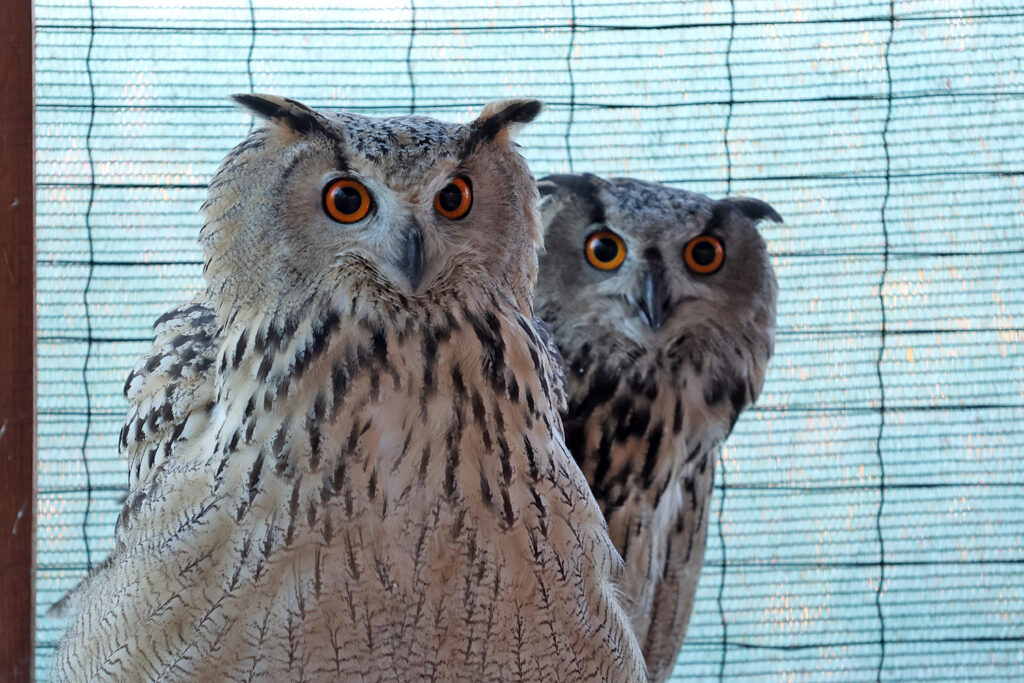Пугачі у адаптаційному вольєрі перед випуском