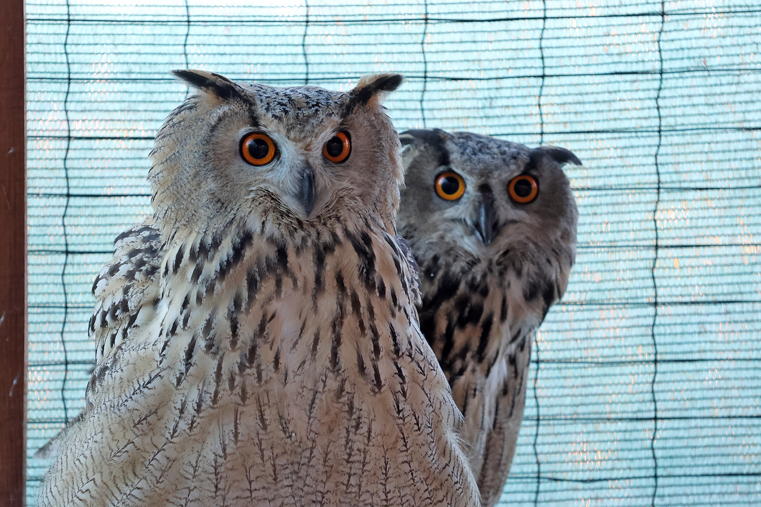 Пугачі у адаптаційному вольєрі перед випуском