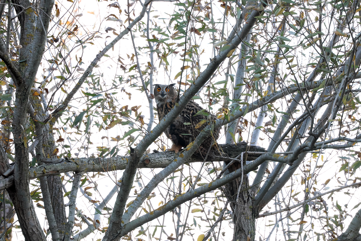 Дельта Дунаю - ідеальне місце для пугачів