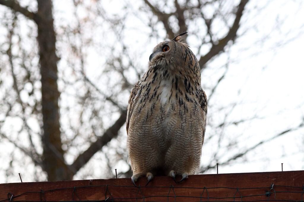 Після випуску