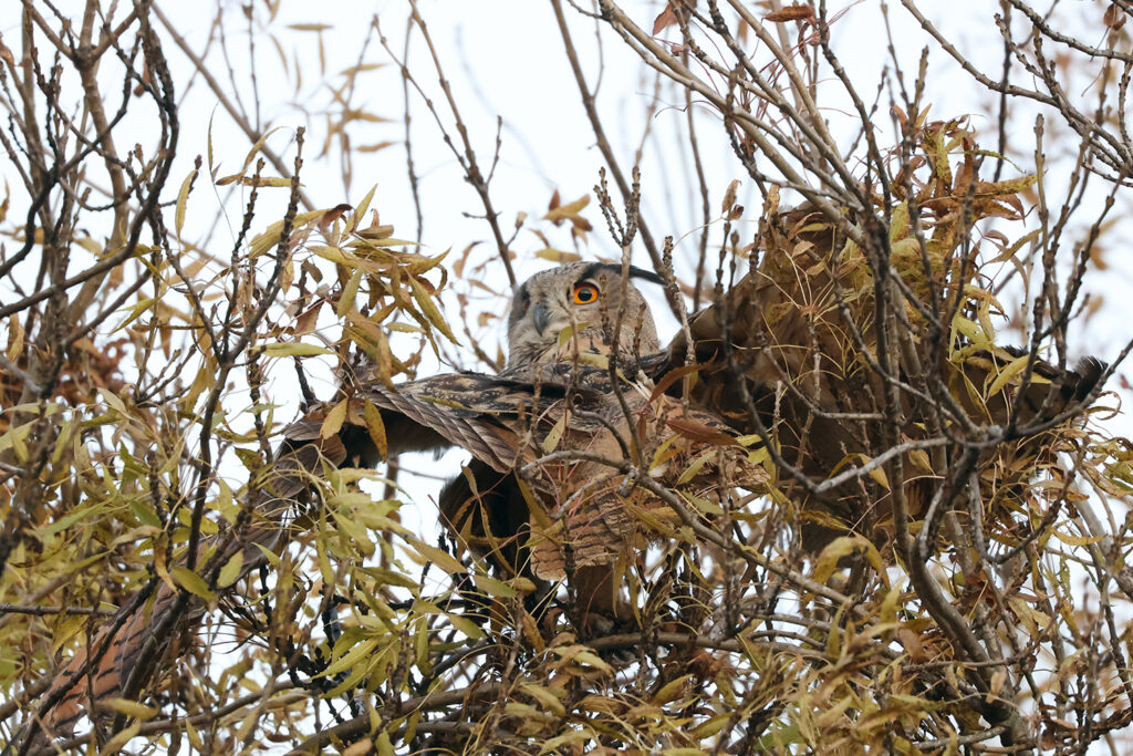 Пугач у дикій природі