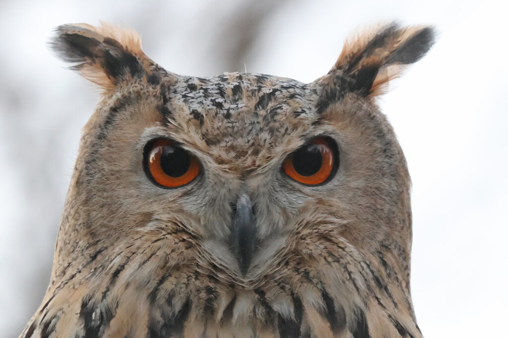Пугач палеарктичний (Bubo bubo) — найбільша сова Європи