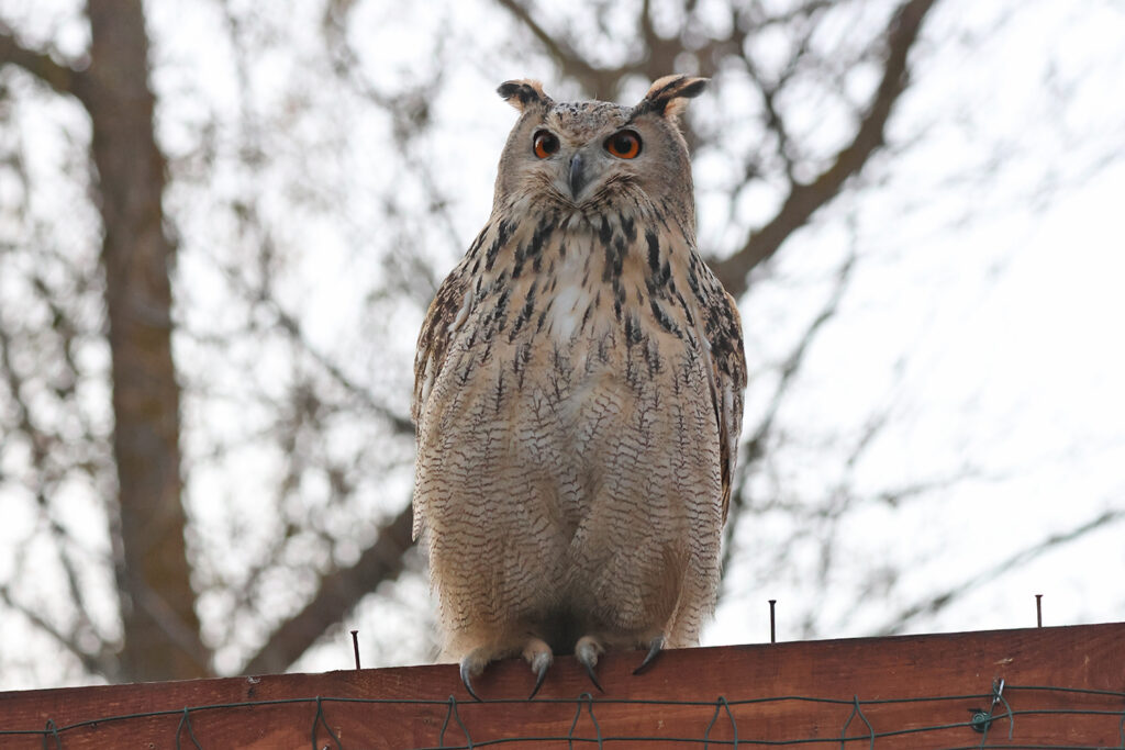 Пугач після випуску