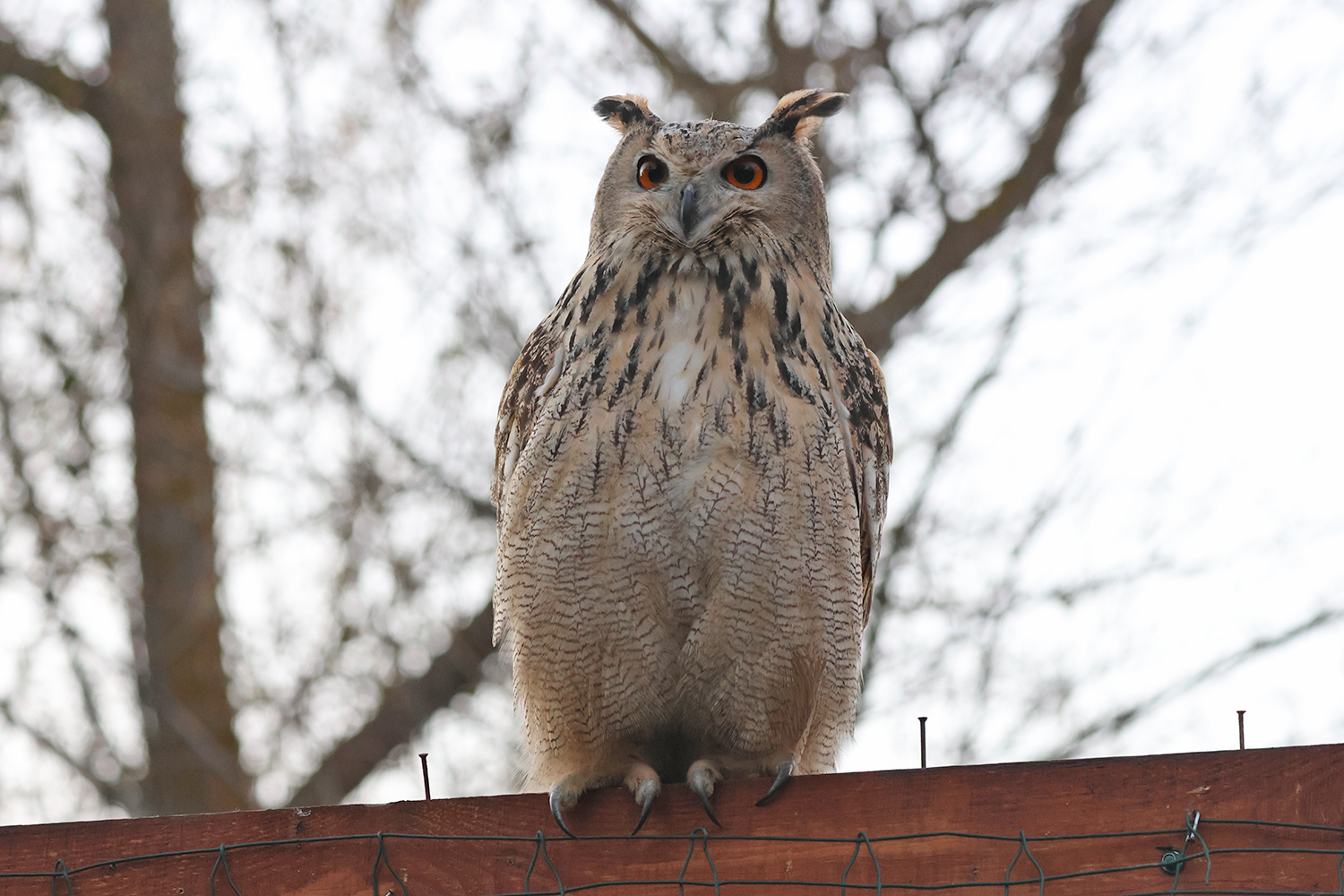 Пугач після випуску