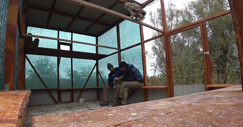During the installation of the tracker on the eagle-owl.