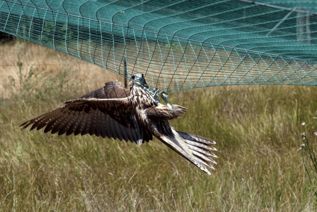 Балабан у адаптаційному вольєрі