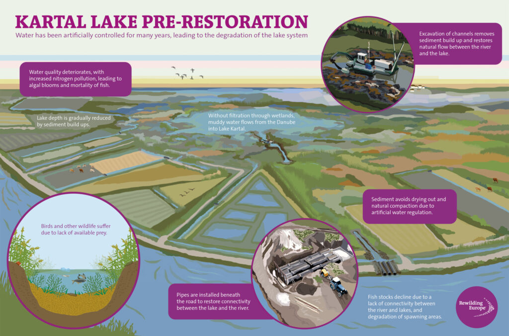 Kartal lake before restoration infographics, Danube Delta Rewilding landscape, Ukraine