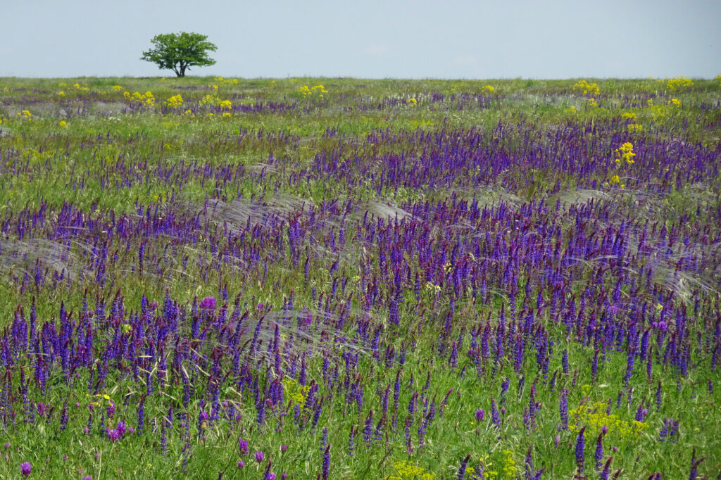 The Tarutyno Steppe in spring. This is how the restored area could look in the future.