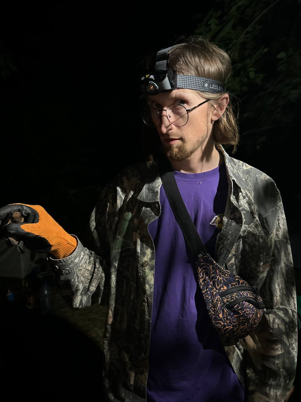 A brown long-eared bat in the hands of the head of the Mammalogy section.